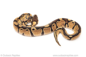 African import dinker ball python for sale