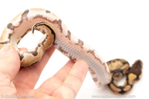African import dinker ball python for sale
