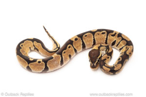 African import dinker ball python for sale