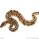 African import dinker ball python for sale