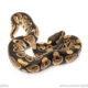 African import dinker ball python for sale