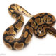 African import dinker ball python for sale