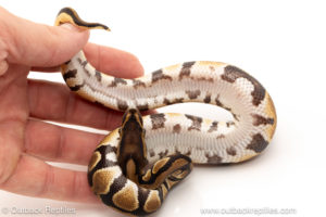 African import dinker ball python for sale