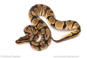 African import dinker ball python for sale
