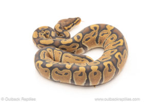 African import dinker ball python for sale