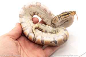 African import dinker ball python for sale