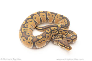 African import dinker ball python for sale