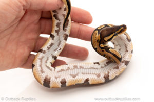 African import dinker ball python for sale