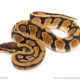 African import dinker ball python for sale