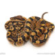African import dinker ball python for sale