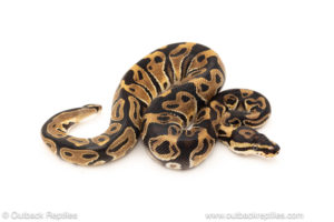 African import dinker ball python for sale