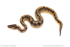 African import dinker ball python for sale