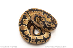 African import dinker ball python for sale