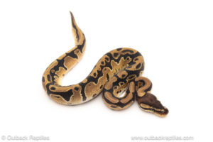 African import dinker ball python for sale