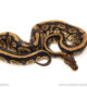 African import dinker ball python for sale