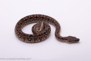 Dumerils Boa for sale