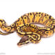 Pastel Yellowbelly Red Stripe ball python for sale