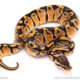pastel het pied ball python for sale