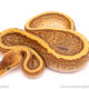 Cypress Honey Yellowbelly pinstripe ball python for sale