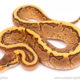 Cypress YB pinstripe ball python for sale