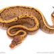Cypress Pinstripe ball python for sale