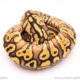 pastel yellowbelly red stripe ball python for sale