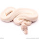 blue eyed lucy yellowbelly ball python for sale