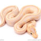 banana super stripe black pastel ball python for sale
