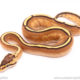 Super stripe ball python for sale