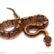 YB red stripe ball python for sale