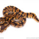 Cypress leopard het clown ball python for sale