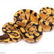 enchi het clown ball python for sale