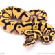 Firefly YB ball python for sale