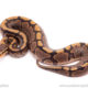 Cinder woma ball python for sale