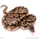 ball python for sale