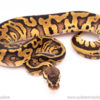 pastel leopard red stripe ball python for sale