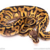 pastel leopard red stripe ball python for sale
