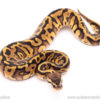 pastel leopard red stripe ball python for sale