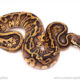 pastel leopard red stripe ball python for sale
