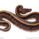 Cinder leopard red stripe ball python for sale