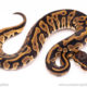 leopard red stripe ball python for sale