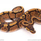 red stripe ball python for sale