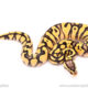 Pastel OD YB ball python for sale