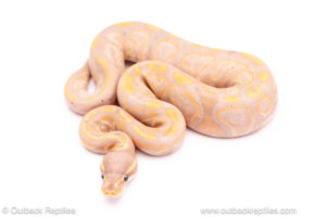Banana Black Pastel het pied Ball python for sale