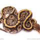 Cypress ball python for sale
