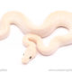 Blue Eyed Lucy ball python for sale