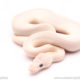 Blue Eyed Lucy ball python for sale