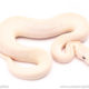 Blue Eyed Lucy ball python for sale