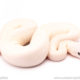 Blue Eyed Lucy ball python for sale