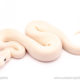 Blue Eyed Lucy ball python for sale